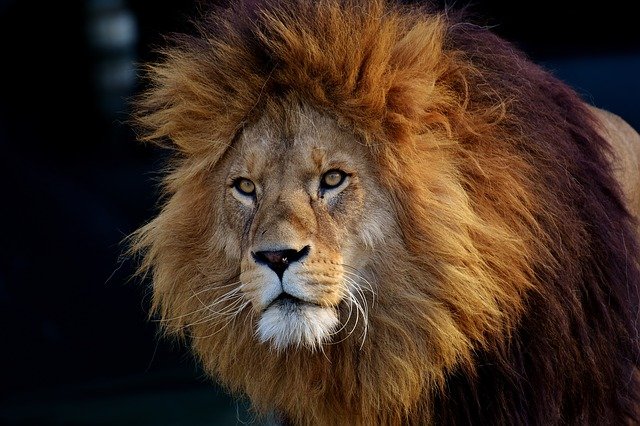 Lion d’Afrique